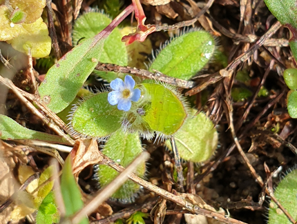 Foto: Hügel-Vergissmeinnicht
